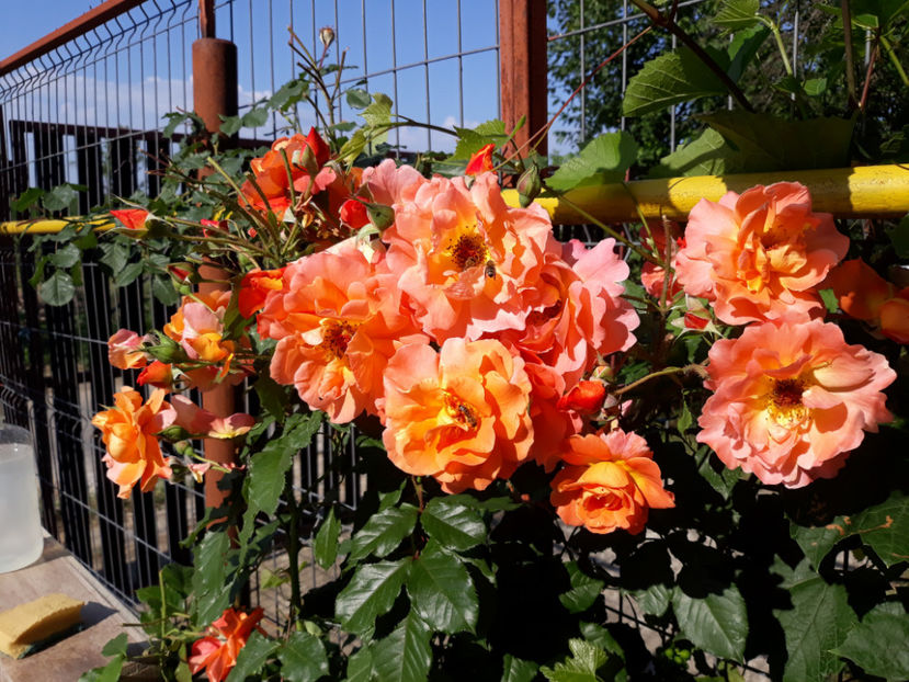  - WESTERLAND urcator