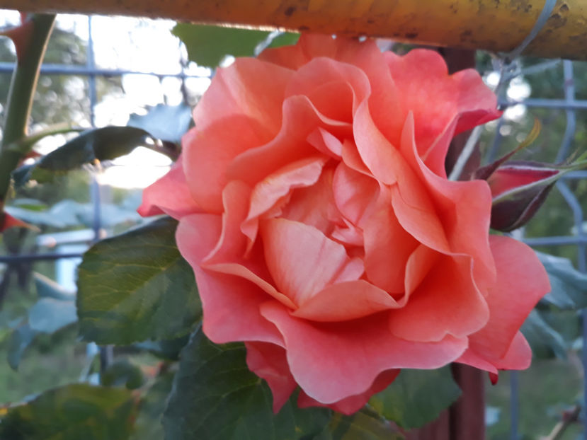  - WESTERLAND urcator