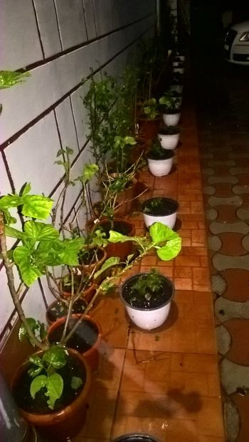  - Hibiscusi afectati de vreme rea