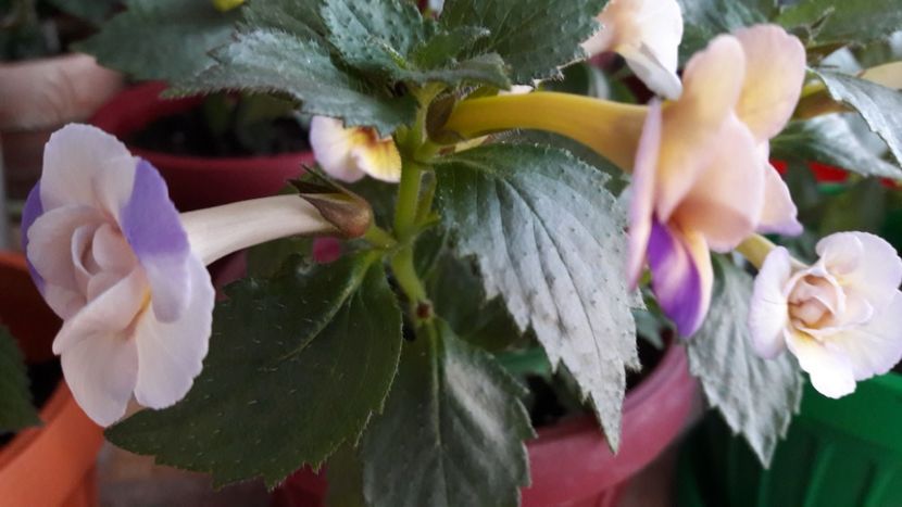 Lena Vera - 09 Achimenes 2018