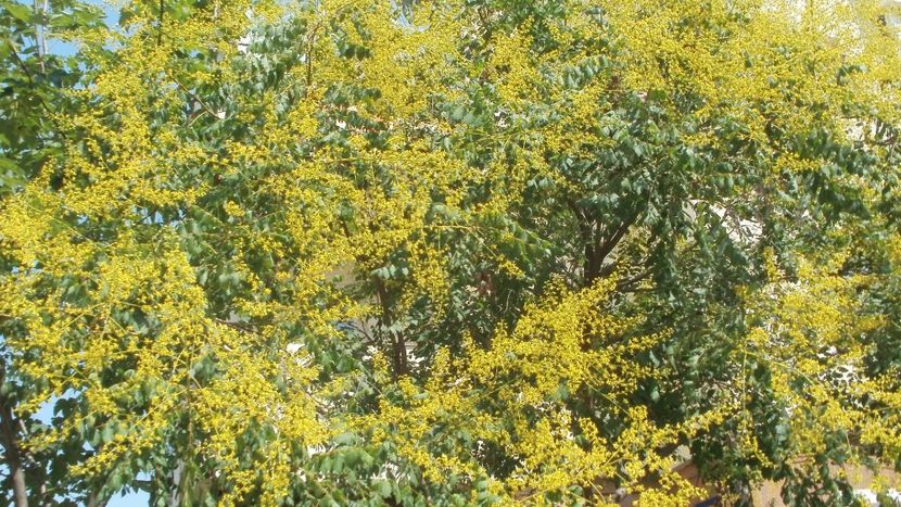Otetar galben - Recunoasterea arborilor dupa flori