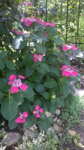  - Hortensii 2018- 2019