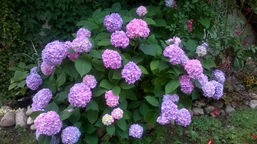  - Hortensii 2018- 2019