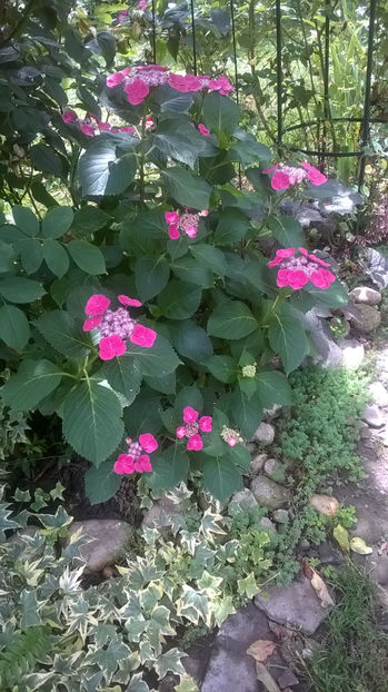  - Hortensii 2018- 2019