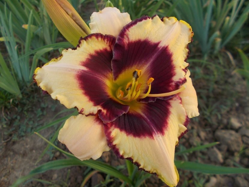 CANADIAN BORDER PATROL - Hemerocallis 2018