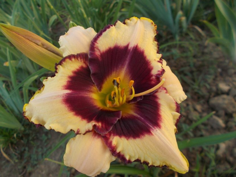  - Hemerocallis 2018