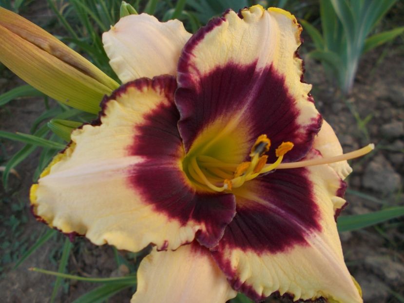  - Hemerocallis 2018