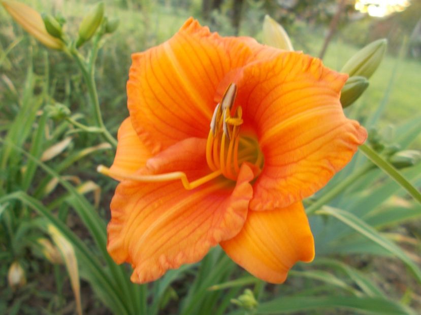 NABIS - Hemerocallis 2018