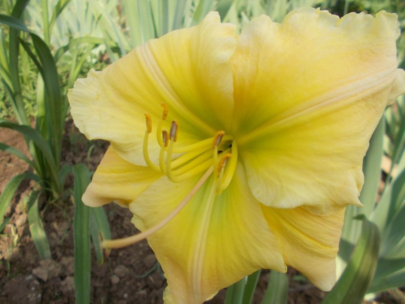 Tequila and Lime - Hemerocallis 2018