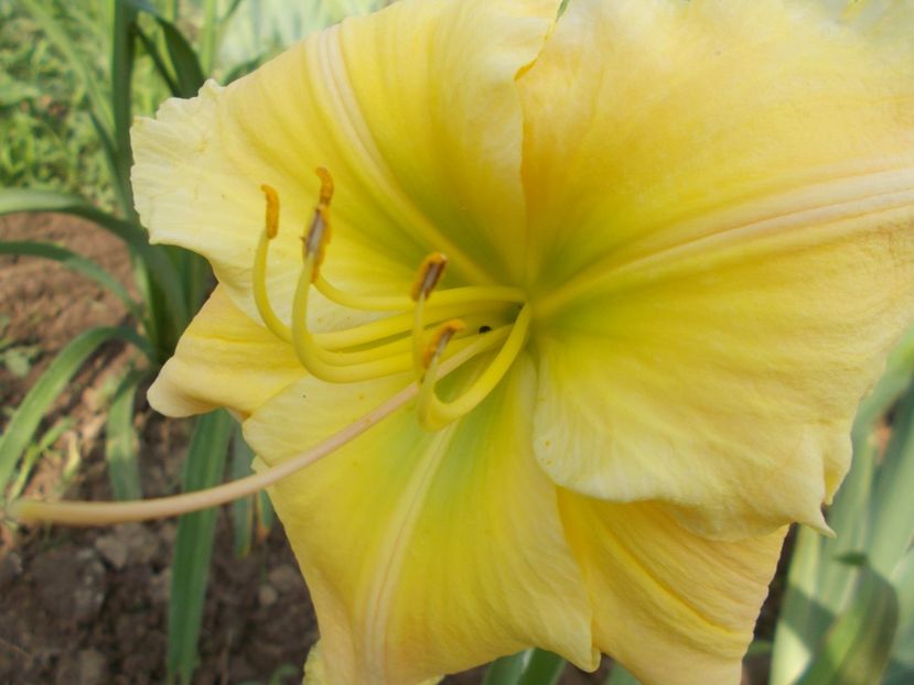 Tequila and Lime - Hemerocallis 2018