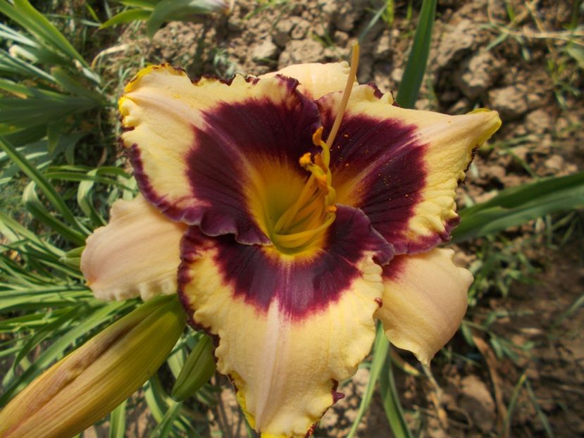 CANADIAN BORDER PATROL - Hemerocallis 2018