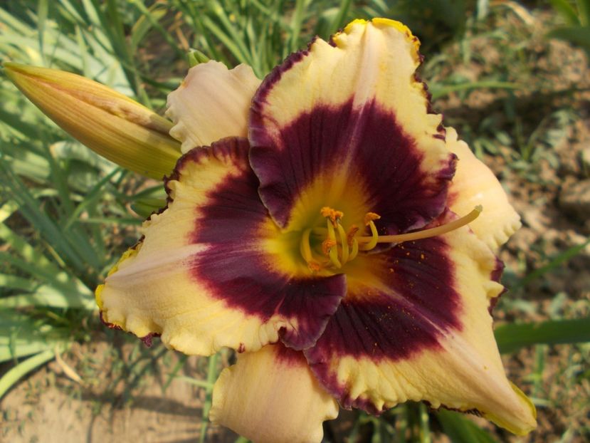 CANADIAN BORDER PATROL - Hemerocallis 2018