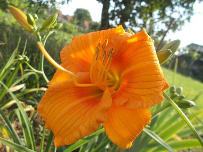  - Hemerocallis 2018