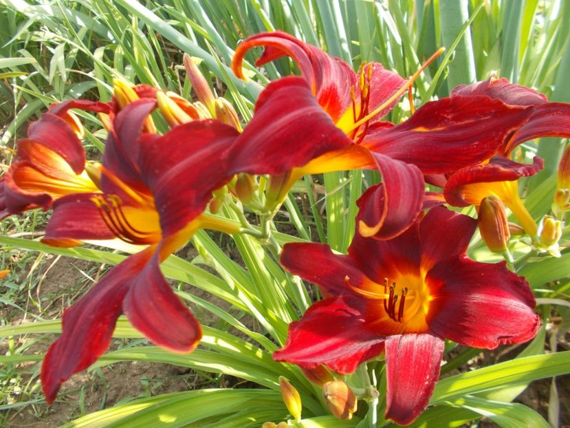 CAREY QUEEN - Hemerocallis 2018