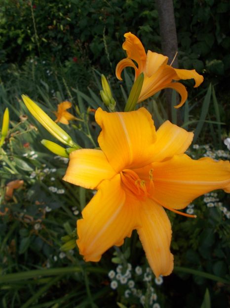 ???? - Hemerocallis 2018