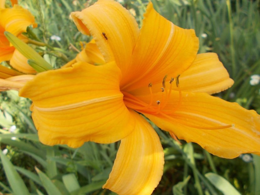  - Hemerocallis 2018