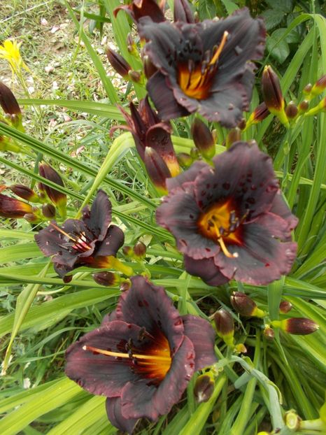  - Hemerocallis 2018