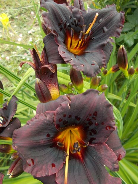  - Hemerocallis 2018