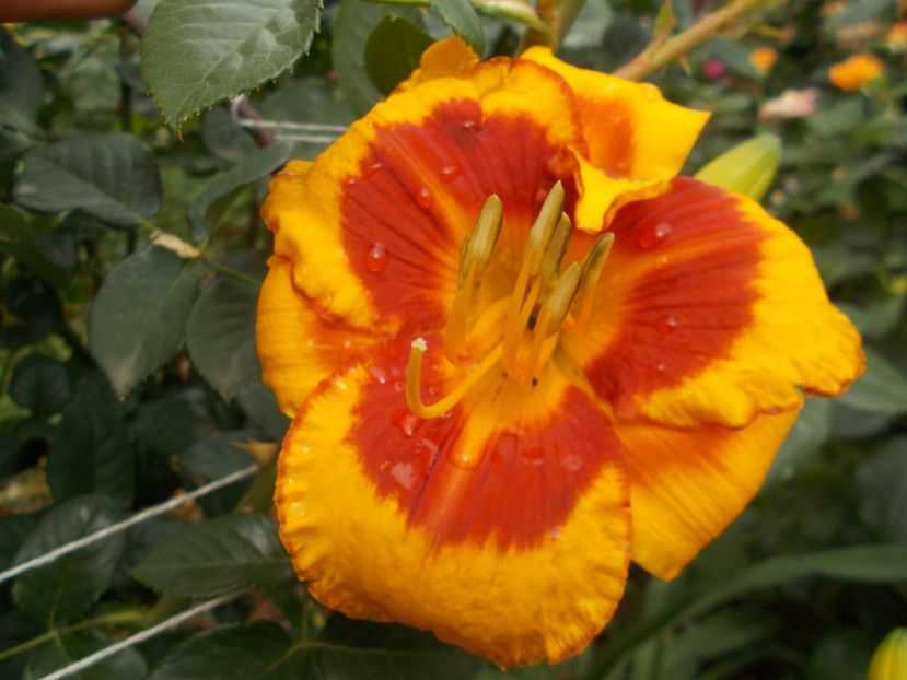 Fooled Me - Hemerocallis 2018