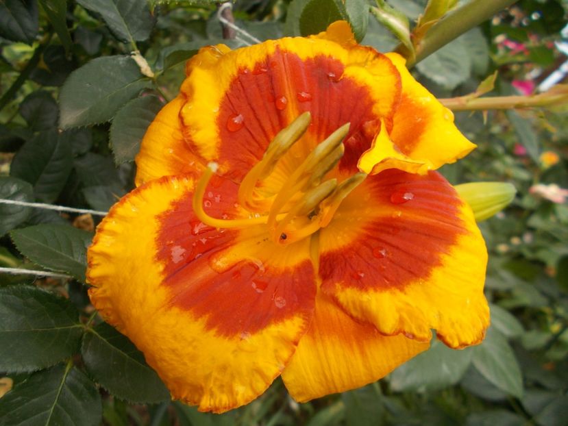 Fooled Me - Hemerocallis 2018