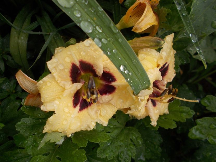 - Hemerocallis 2018