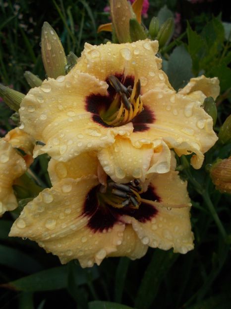  - Hemerocallis 2018