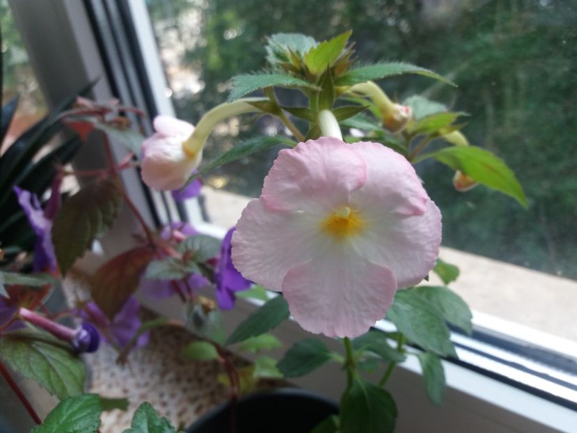  - Achimenes