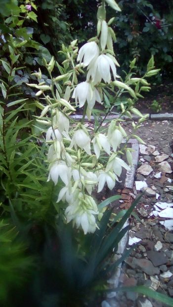 IMG-20180614-WA0002 - Yucca filamentosa