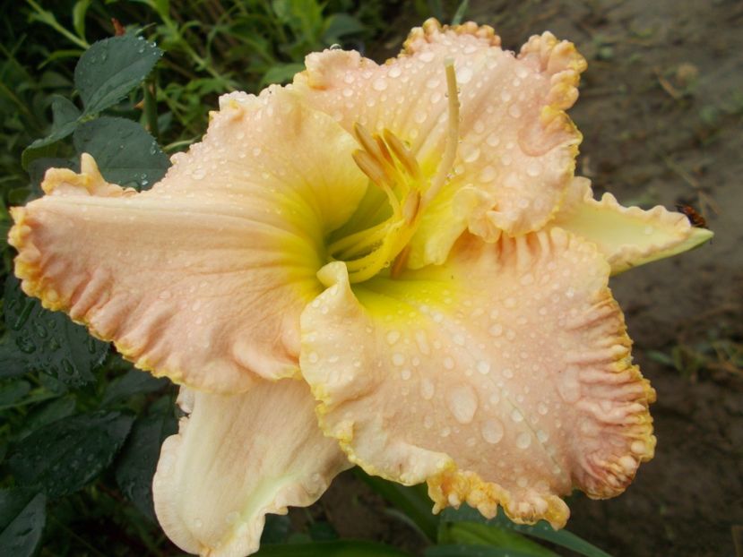 Jacqueline Kennedy Onassis - Hemerocallis 2018