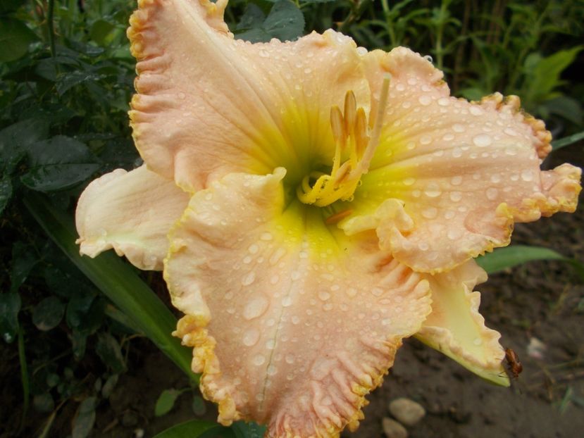 Jacqueline Kennedy Onassis - Hemerocallis 2018