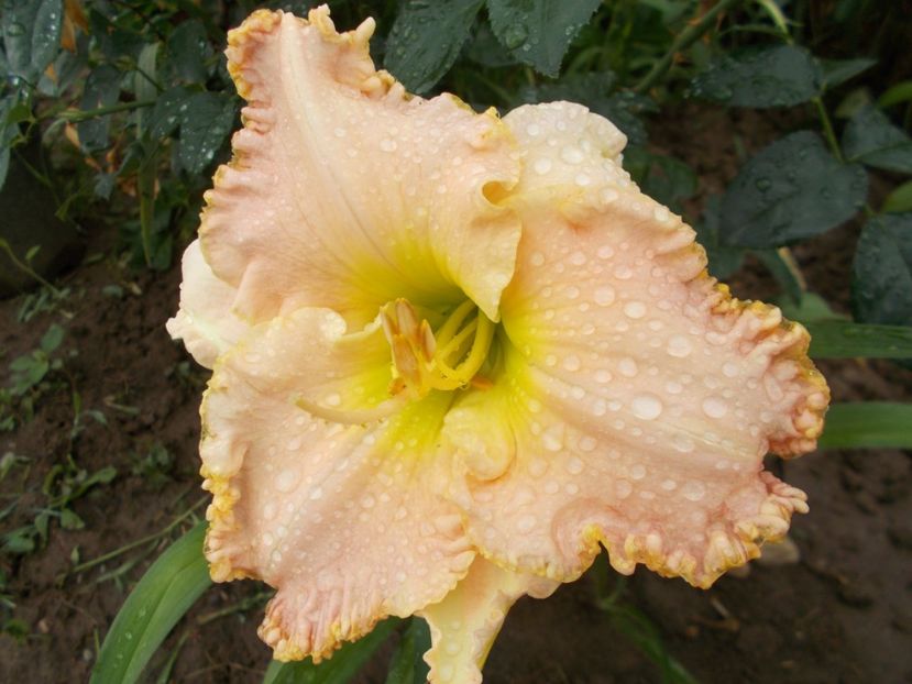 Jacqueline Kennedy Onassis - Hemerocallis 2018