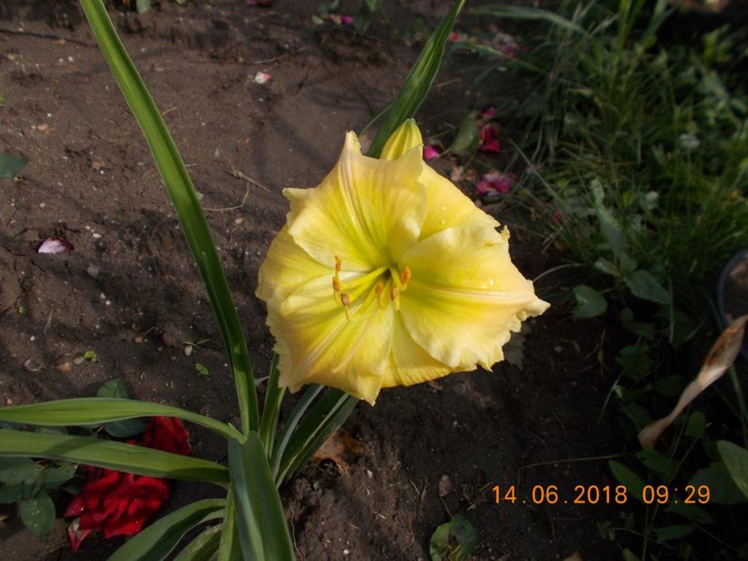 tegulla and lime-1p - Hemerocallis 2018