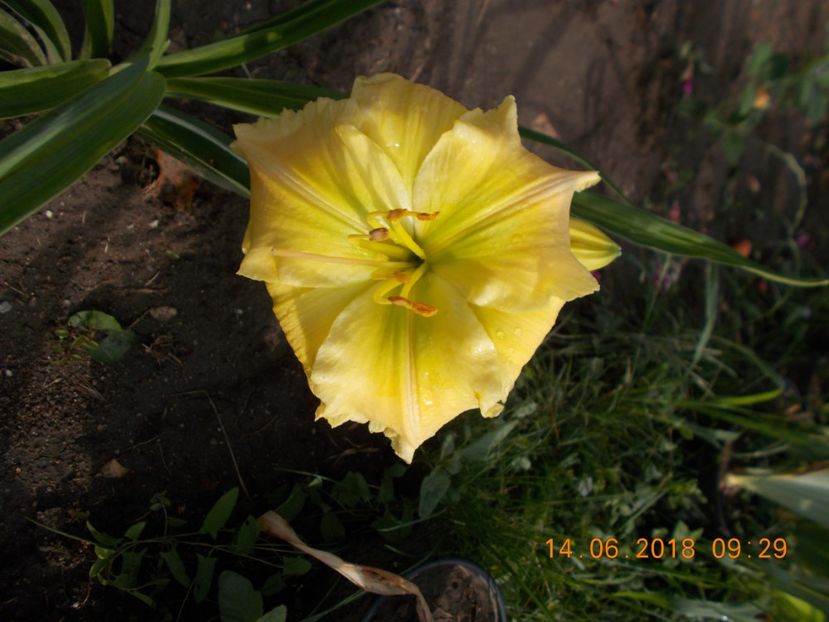  - Hemerocallis 2018