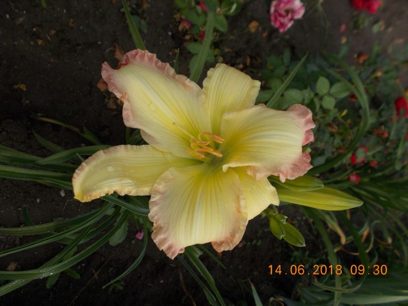  - Hemerocallis 2018