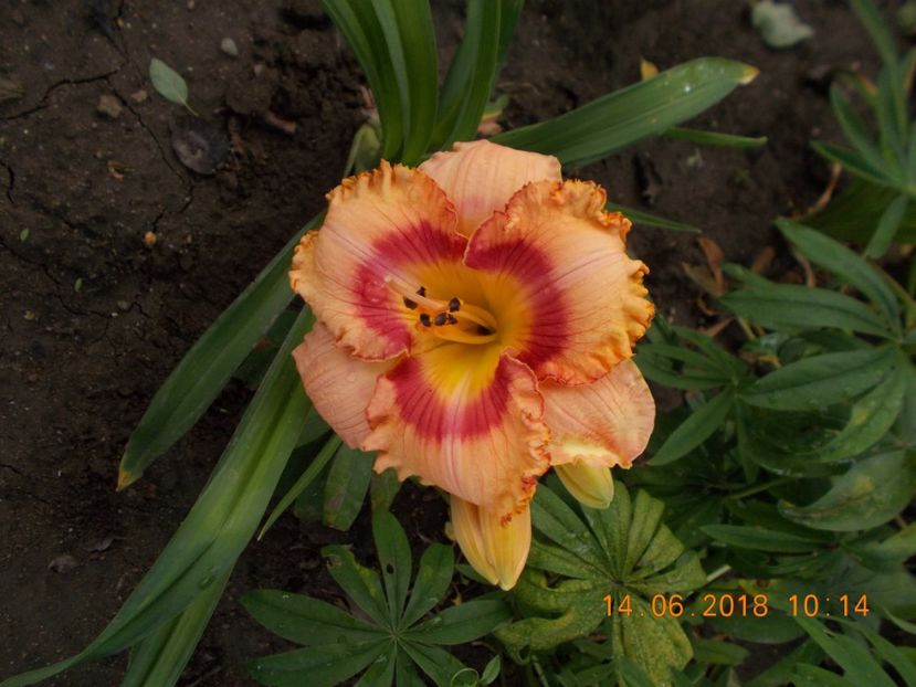 wild mustang-11,7 - Hemerocallis 2018
