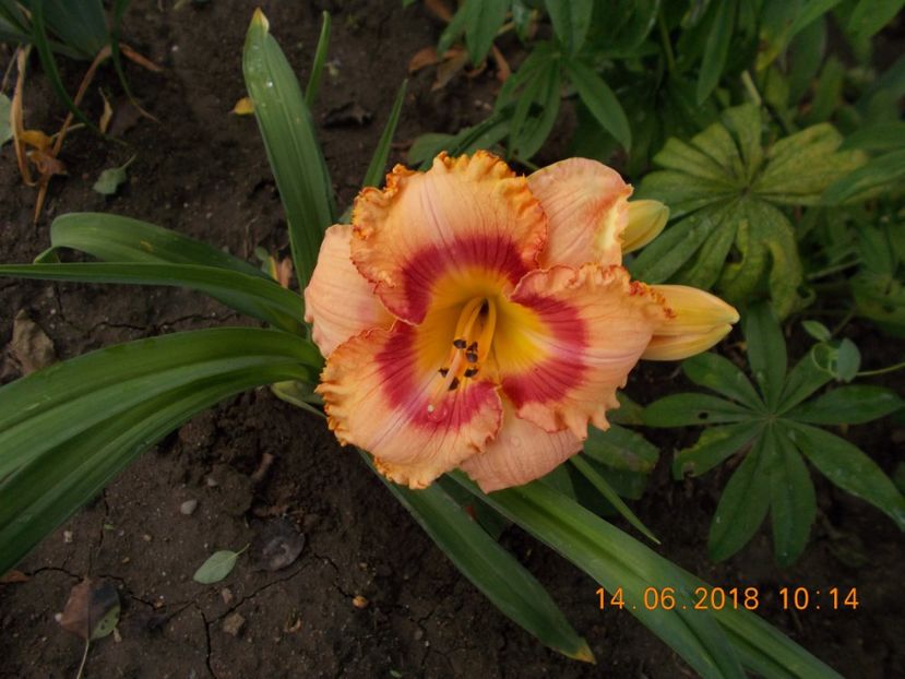  - Hemerocallis 2018