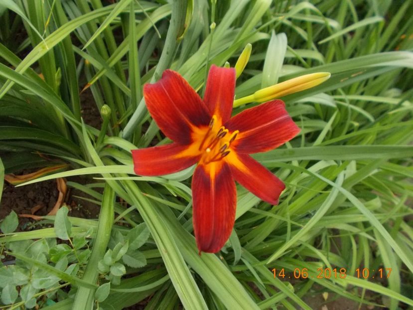 crimson pirate-1,8  si1,9 si 2,7 si 4,2 - Hemerocallis 2018