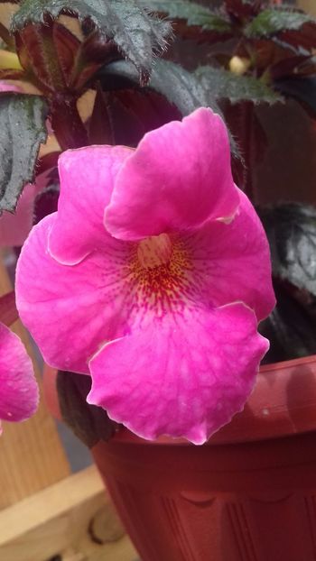 14.06.2018 - Konrad Michelssen-gabi gligor