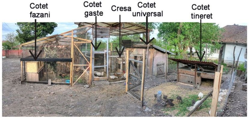 COMPLEX AVICOL - Voliera