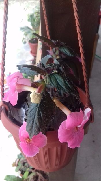 14.06.2018 - Konrad Michelssen-gabi gligor