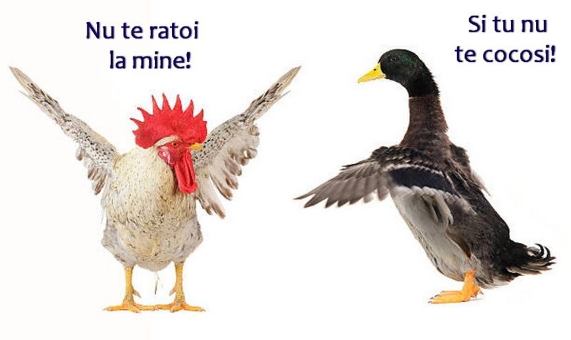 COCSUL SI RATOIUL - FOTO-GLUME