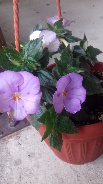 14.06.2018 - Champs de Lavande- gabi gligor