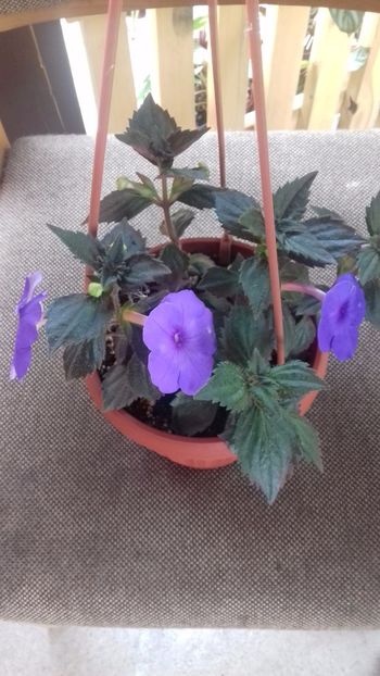 14.06.2018 - Odessa Blue- gabi gligor