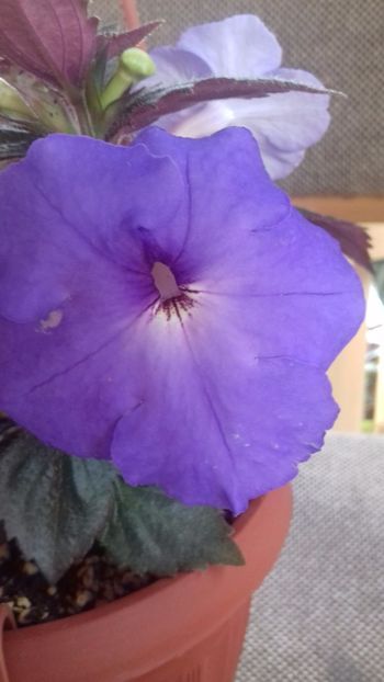 14.06.2018 - Odessa Blue- gabi gligor