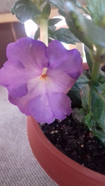 cristalyn - 00 achimenes 2018