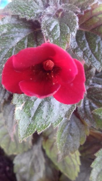 14.06.2018 - Petite Fadette- gabi gligor