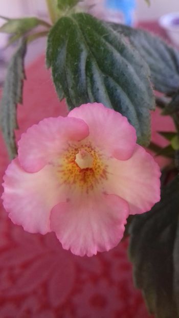 14.06.2018 - Rozi Roza 1 nataliadinca