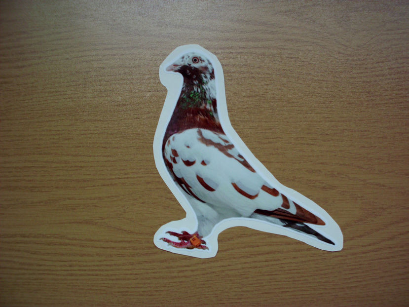 41 - PORUMBEI DE LIPIT - 6 lei