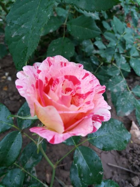  - Camille Pissarro 1