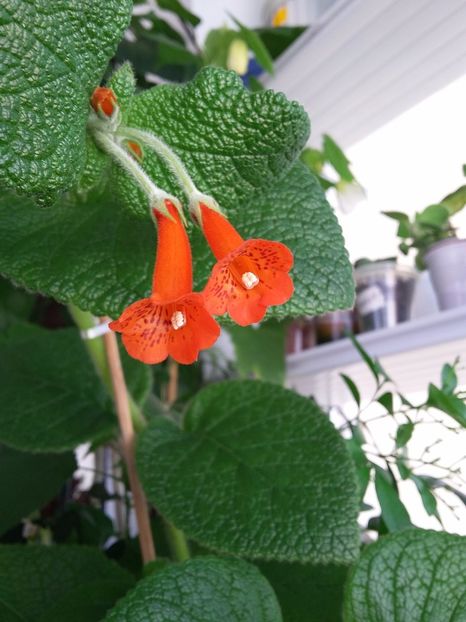 Bullata (14-06-2018) - Sinningii 2018